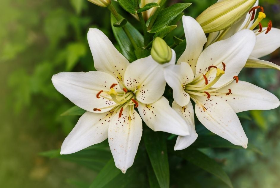 White Lily - Flowers for New Year's Eve