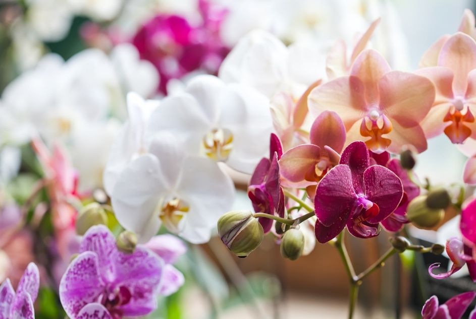 Orchids