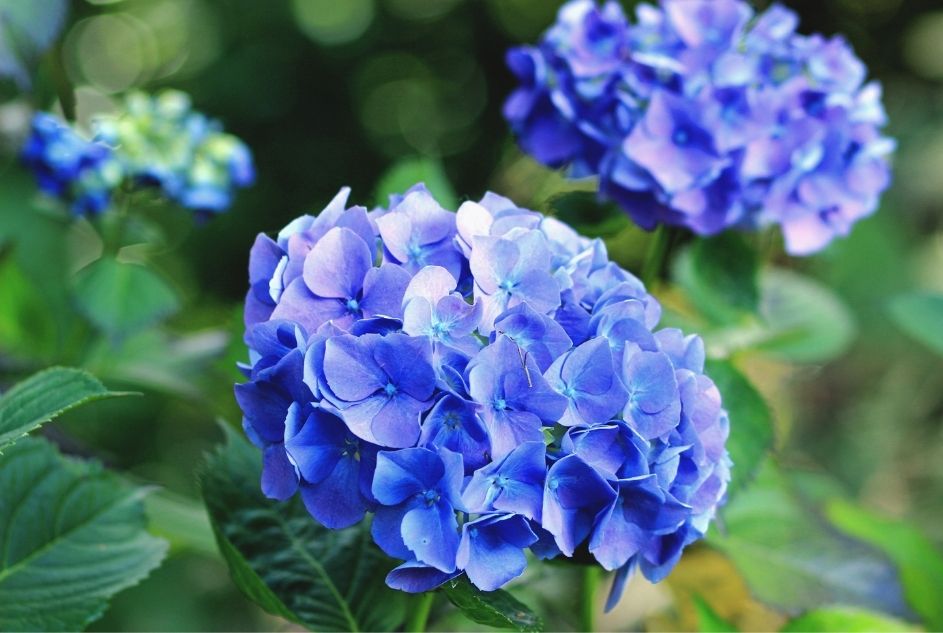 Hydrangeas - Flowers for New Year's Eve