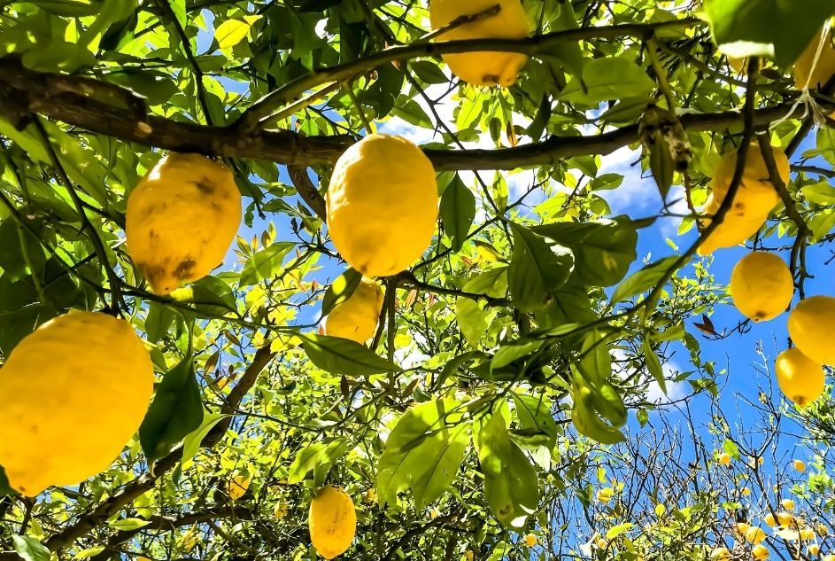 Lemons