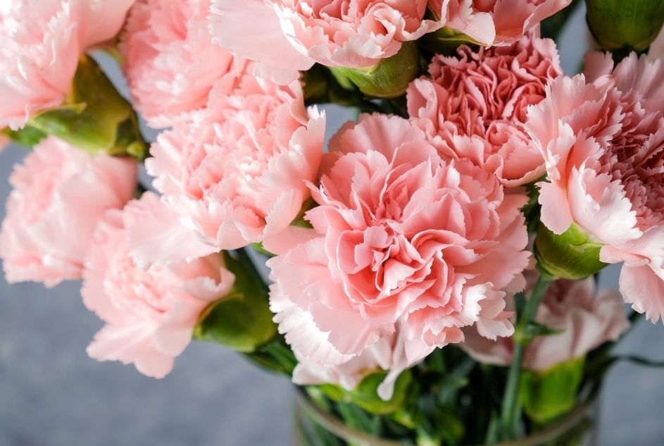 Carnations - Flowers for New Year's Eve